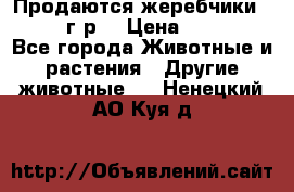 Продаются жеребчики 14,15 16 г.р  › Цена ­ 177 000 - Все города Животные и растения » Другие животные   . Ненецкий АО,Куя д.